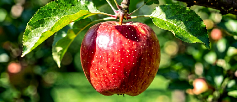 Apple on tree branch with dappled sunlight and leaves